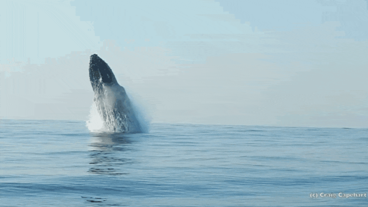 Ngất ngây với bức ảnh cá voi lưng gù phi thân dựng đứng trên mặt biển - Ảnh 5.