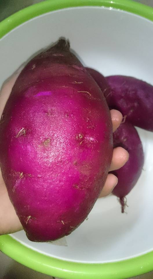 Góc khéo tay: Thanh niên Hà Nội trồng khoai trong thùng xốp chơi chơi, ai ngờ ra củ béo múp xịn hơn ngoài chợ - Ảnh 4. Góc khéo tay: Thanh niên Hà Nội trồng khoai trong thùng xốp chơi chơi, ai ngờ ra củ béo múp xịn hơn ngoài chợ - Ảnh 4.