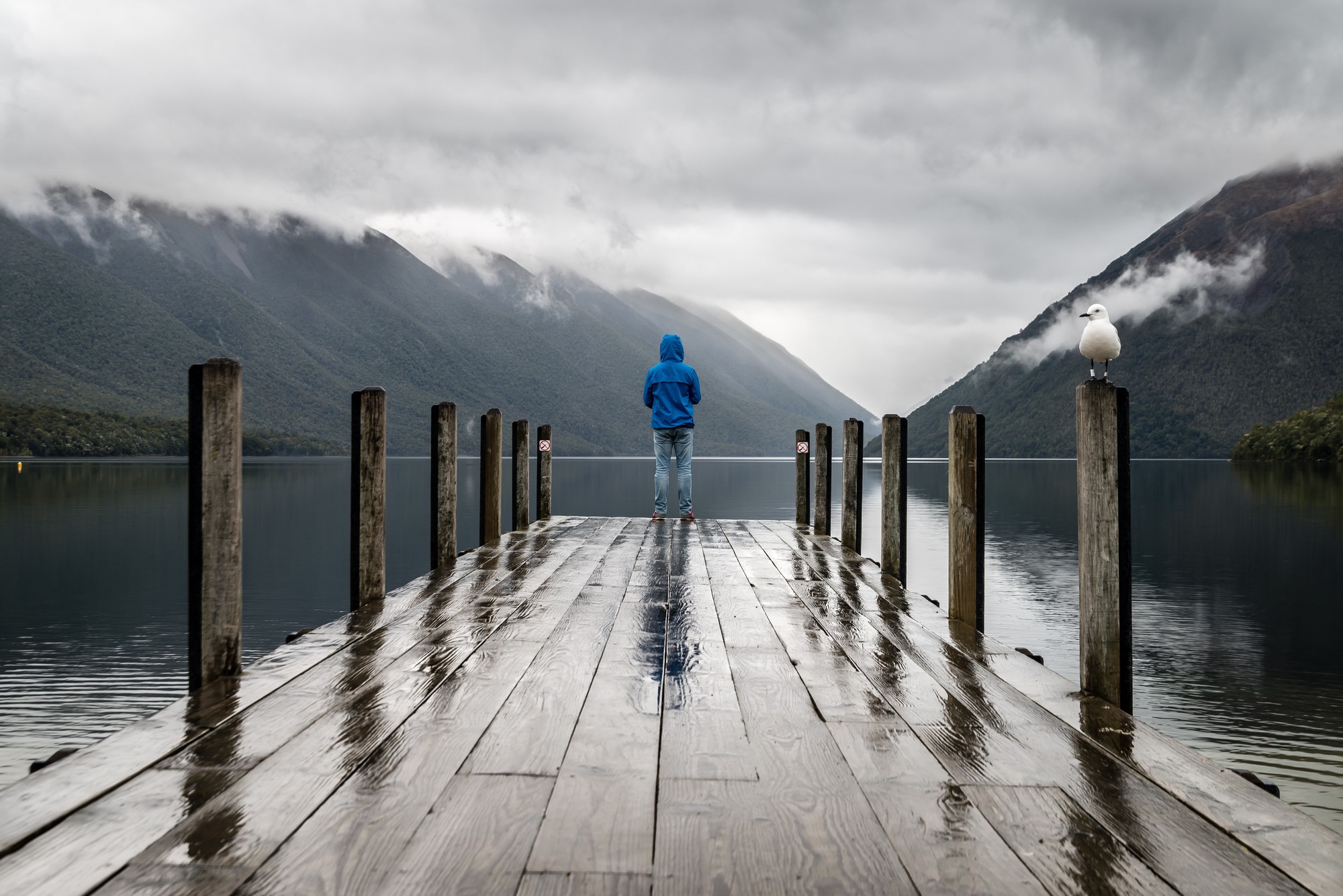 alone-animal-bird-395196-1528039451481564994903.jpg