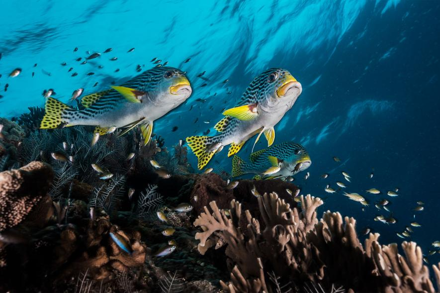 Khám phá rạn san hô thiên đường của Philippines - vẫn vẹn nguyên dù thế giới đã lâm nguy