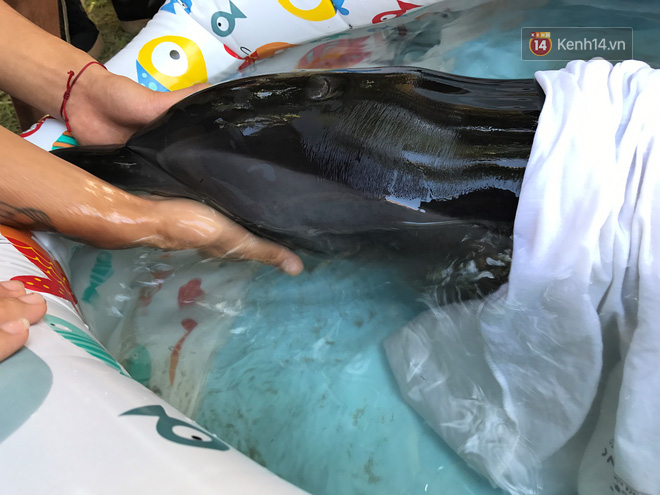 Chú cá heo khóc vì bị thương nặng đang được di duyển về Nha Trang để chăm sóc - Ảnh 1.