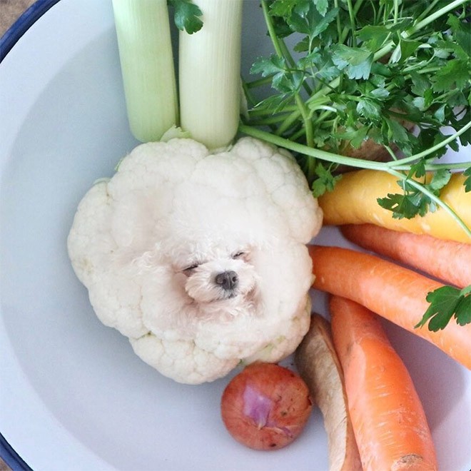 Chỉ có ảnh chó và thức ăn, trang Instagram này sẽ khiến mọi muộn phiền của bạn tan biến - Ảnh 3.