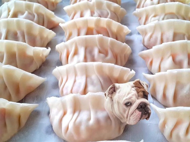 Chỉ có ảnh chó và thức ăn, trang Instagram này sẽ khiến mọi muộn phiền của bạn tan biến - Ảnh 4.