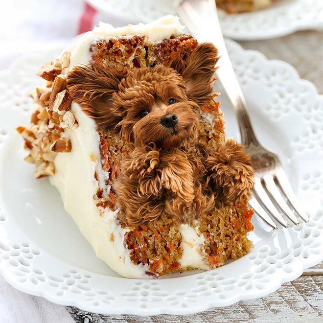 Chỉ có ảnh chó và thức ăn, trang Instagram này sẽ khiến mọi muộn phiền của bạn tan biến - Ảnh 10.