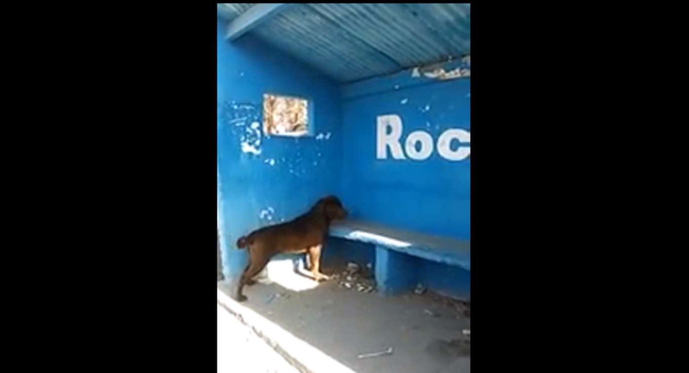 собака гавкает на белом фоне. Fang snoot. цветовое восприятие собак. зрение собак. стих про собаку.