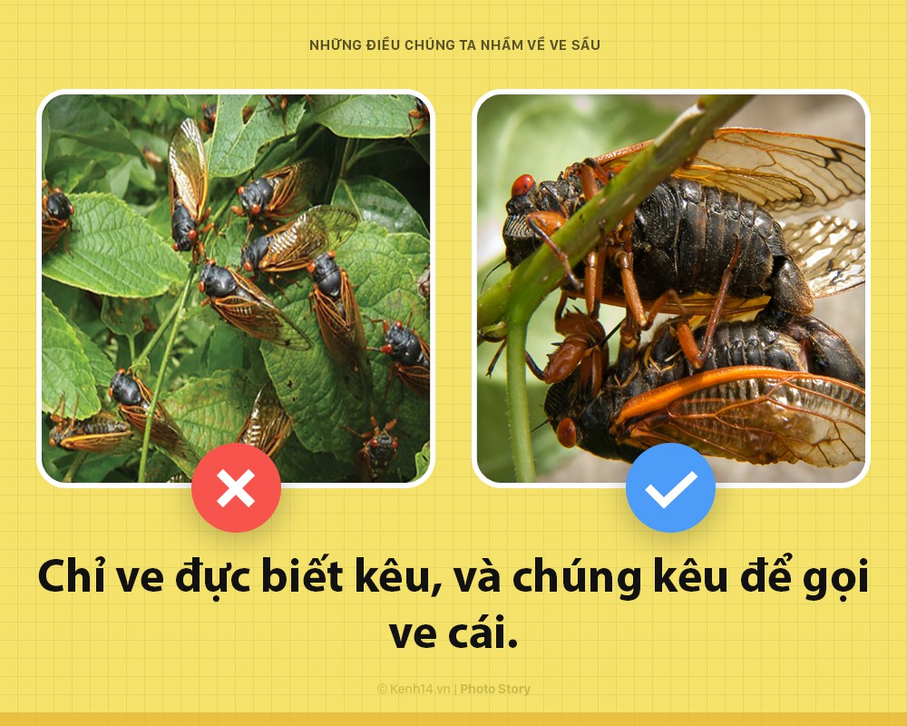 Hello! Tôi là ve sầu và các ông đang mắng chửi tôi sai hết rồi - Ảnh 3.