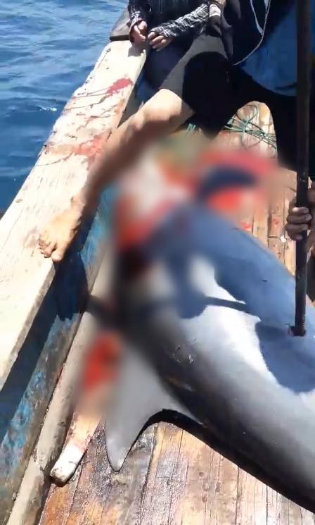 Nhóm ngư dân bị chỉ trích dữ dội vì săn bắt cá heo rồi đăng lên Facebook khoe - Ảnh 6.