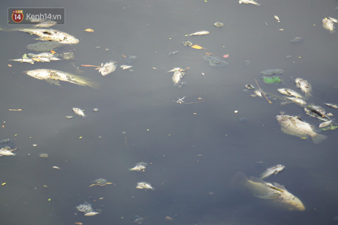 Đà Nẵng: Người dân sống dọc sông Phú Lộc lo lắng khi hàng trăm kilogram cá chết nổi trắng mặt sông, bốc mùi hôi thối - Ảnh 1.