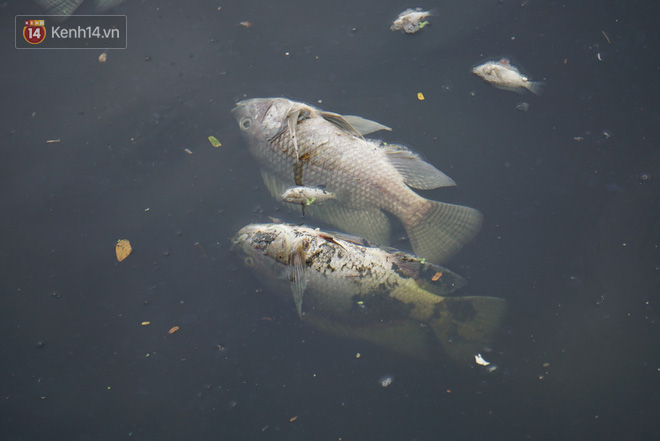 Đà Nẵng: Người dân sống dọc sông Phú Lộc lo lắng khi hàng trăm kilogram cá chết nổi trắng mặt sông, bốc mùi hôi thối - Ảnh 2.