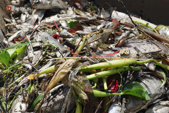 Đà Nẵng: Người dân sống dọc sông Phú Lộc lo lắng khi hàng trăm kilogram cá chết nổi trắng mặt sông, bốc mùi hôi thối - Ảnh 5.