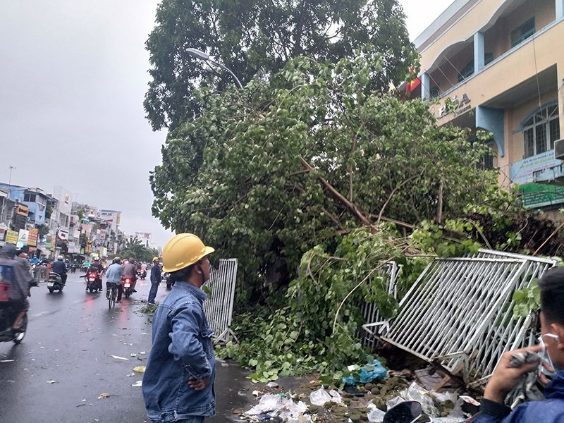 Cổ thụ ngã, đè hàng chục xe máy tại quận 10 - Ảnh 2.