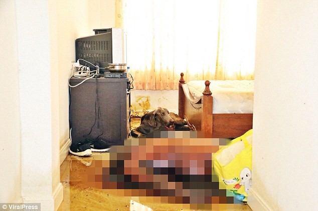 Thái Lan: Người đàn ông đột ngột qua đời trong nhà riêng, bị chó cưng ăn mất một phần gương mặt - Ảnh 3.
