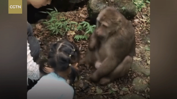 Trung Quốc: Cùng mẹ cho khỉ ăn ở vườn thú, bé gái bất ngờ bị con vật... đấm vào mặt - Ảnh 2.
