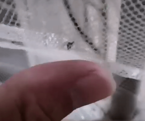 Video thú vị này cho bạn thấy mắc màn là cách chống muỗi đốt hiệu quả nhất, nhưng khi không có màn thì sao? - Ảnh 1.