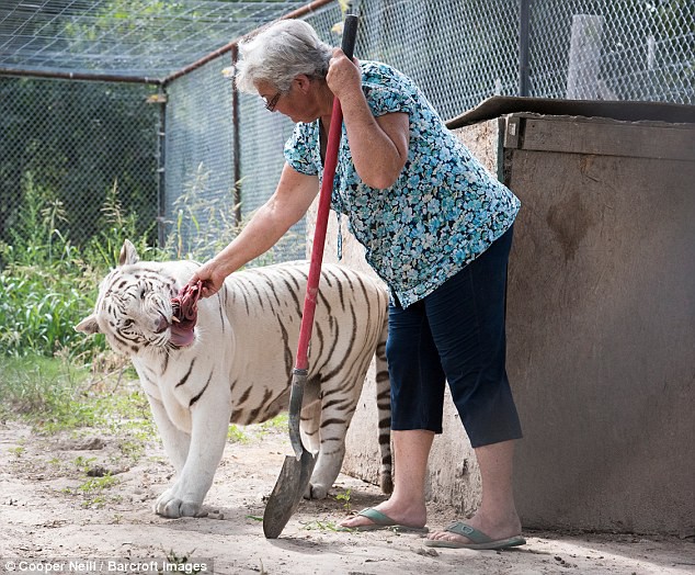 Cụ bà 62 tuổi về vườn liền nuôi 2 con gấu và 1 con hổ làm thú cưng - Ảnh 2.
