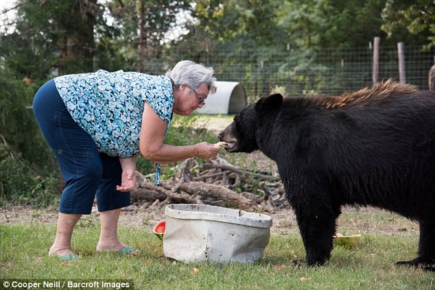 Cụ bà 62 tuổi về vườn liền nuôi 2 con gấu và 1 con hổ làm thú cưng - Ảnh 5.