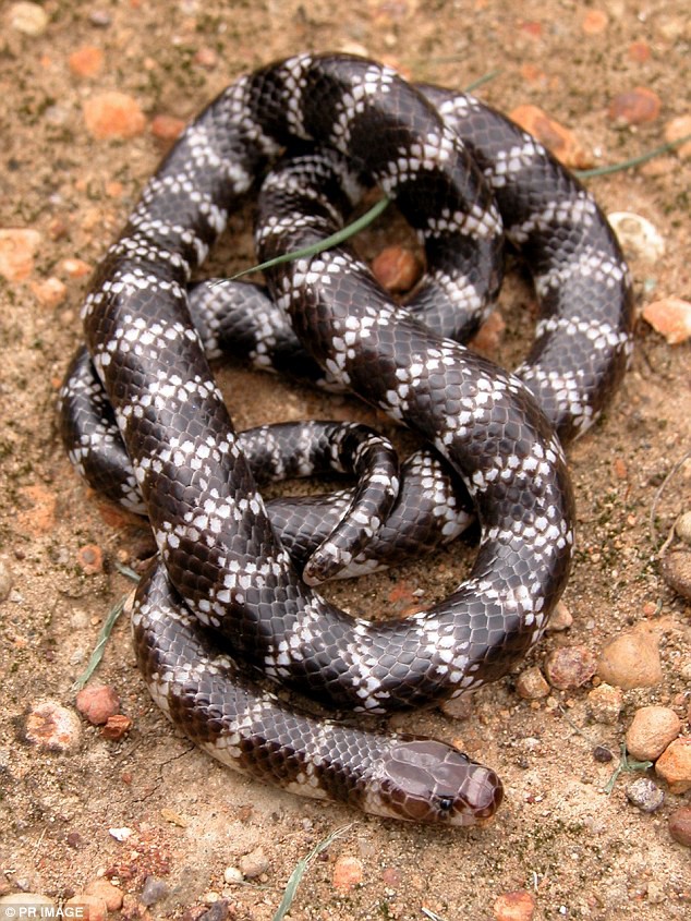 Úc: Các nhà khoa học tình cờ phát hiện ra chủng rắn mới độc kinh hoàng - Ảnh 1.