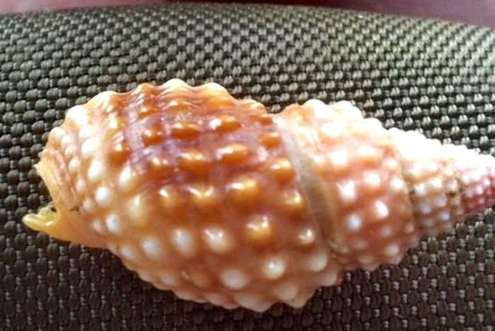 Khi ăn ốc: Hãy tránh xa loài ốc này vì nó có độc tố mạnh hơn cả cá nóc và sẽ giết bạn trong tích tắc - Ảnh 1. Khi ăn ốc: Hãy tránh xa loài ốc này vì nó có độc tố mạnh hơn cả cá nóc và sẽ giết bạn trong tích tắc - Ảnh 1.