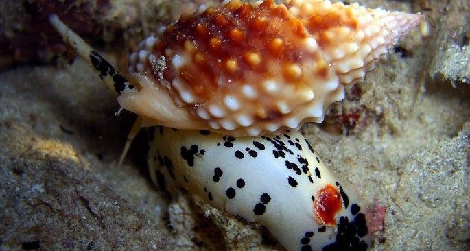 Khi ăn ốc: Hãy tránh xa loài ốc này vì nó có độc tố mạnh hơn cả cá nóc và sẽ giết bạn trong tích tắc - Ảnh 2. Khi ăn ốc: Hãy tránh xa loài ốc này vì nó có độc tố mạnh hơn cả cá nóc và sẽ giết bạn trong tích tắc - Ảnh 2.