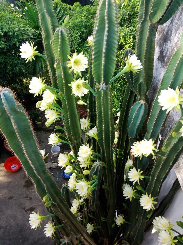 Cư dân mạng khoe trồng xương rồng ra hoa rực rỡ xem ai mát tay hơn