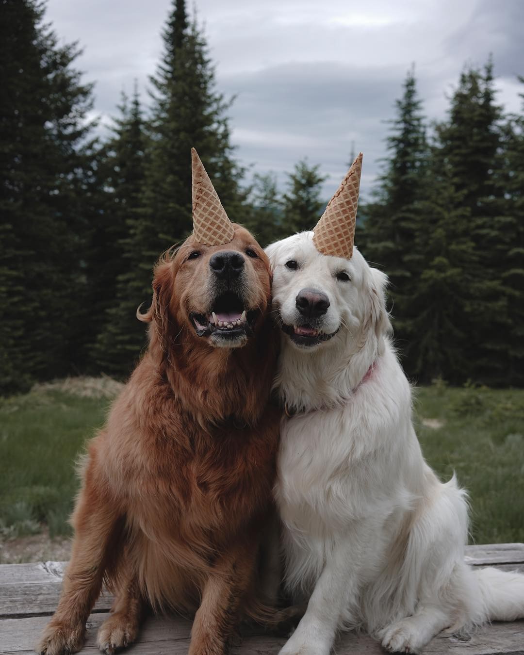 Những bức hình ảnh 2 chú chó vô cùng đáng yêu và dễ thương