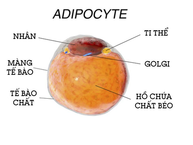 Nhà khoa học Mỹ giải thích đốt cháy chất béo là gì, và tại sao gọi là đốt? - Ảnh 3.