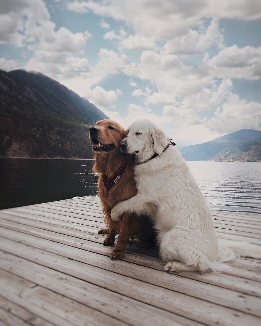 Bức ảnh về 2 chú chó sẽ xoa dịu lòng người, là một câu chuyện cảm động về tình bạn thân thiết và trân trọng nhau.