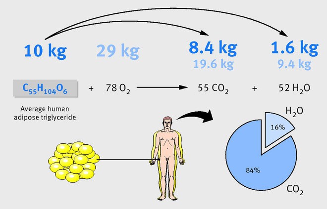 Nhà khoa học Mỹ giải thích đốt cháy chất béo là gì, và tại sao gọi là đốt? - Ảnh 4.