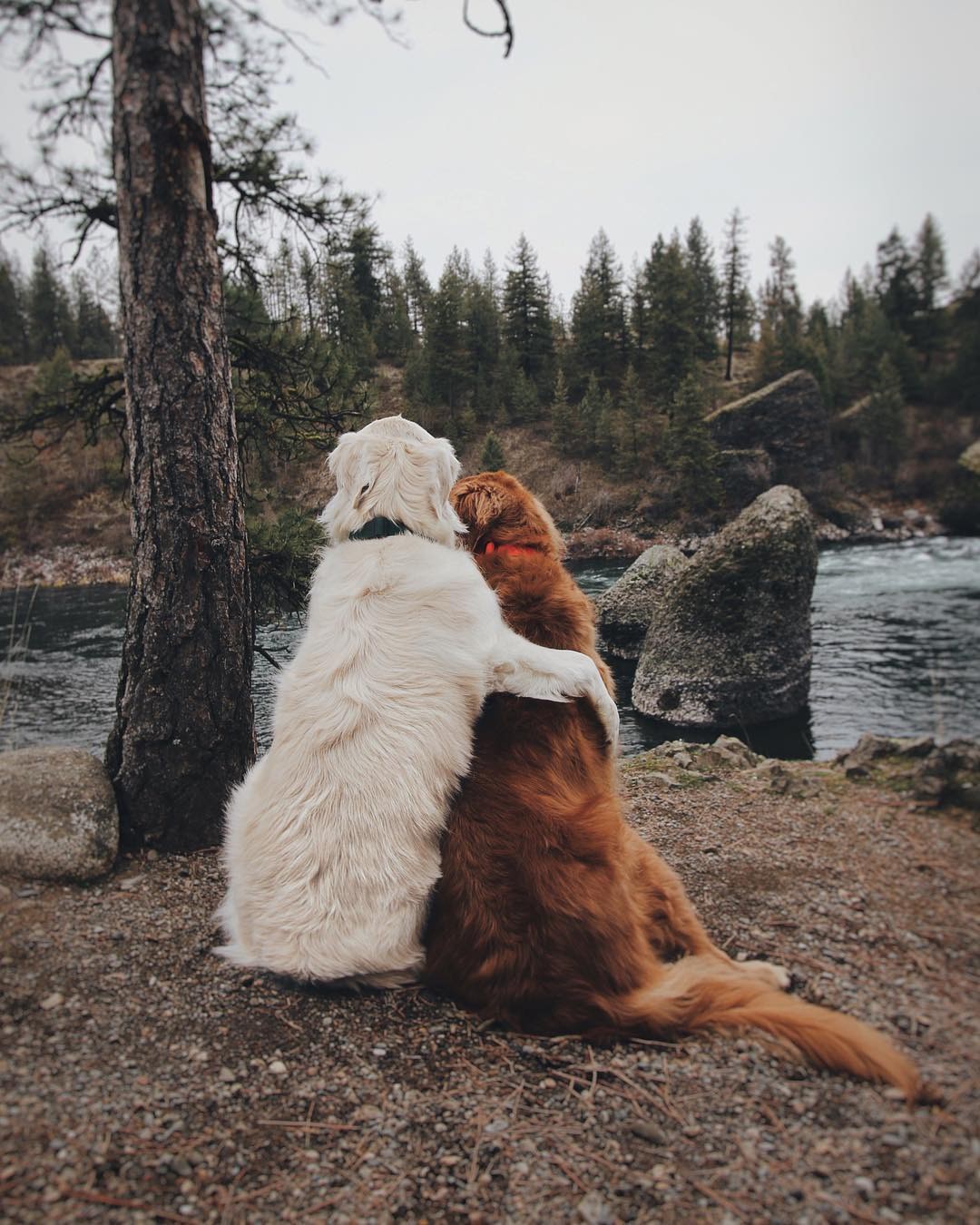 Không có gì đáng yêu hơn những chú chó ôm nhau, và bộ sưu tập ảnh này chắc chắn khiến bạn cảm thấy vui vẻ và đầy hy vọng. Hãy thưởng thức và chia sẻ những hình ảnh này để lan tỏa tình yêu đến mọi người.