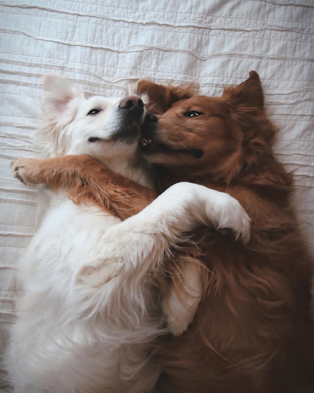 Chó lúc nào cũng dính lấy nhau: Những hình ảnh về chó lúc nào cũng bên nhau này sẽ khiến bạn cảm thấy ấm lòng. Chúng ta sẽ thấy tình bạn, tình đoàn kết giữa các chú chó đã có một ngày tuyệt vời và vui tươi bên nhau.