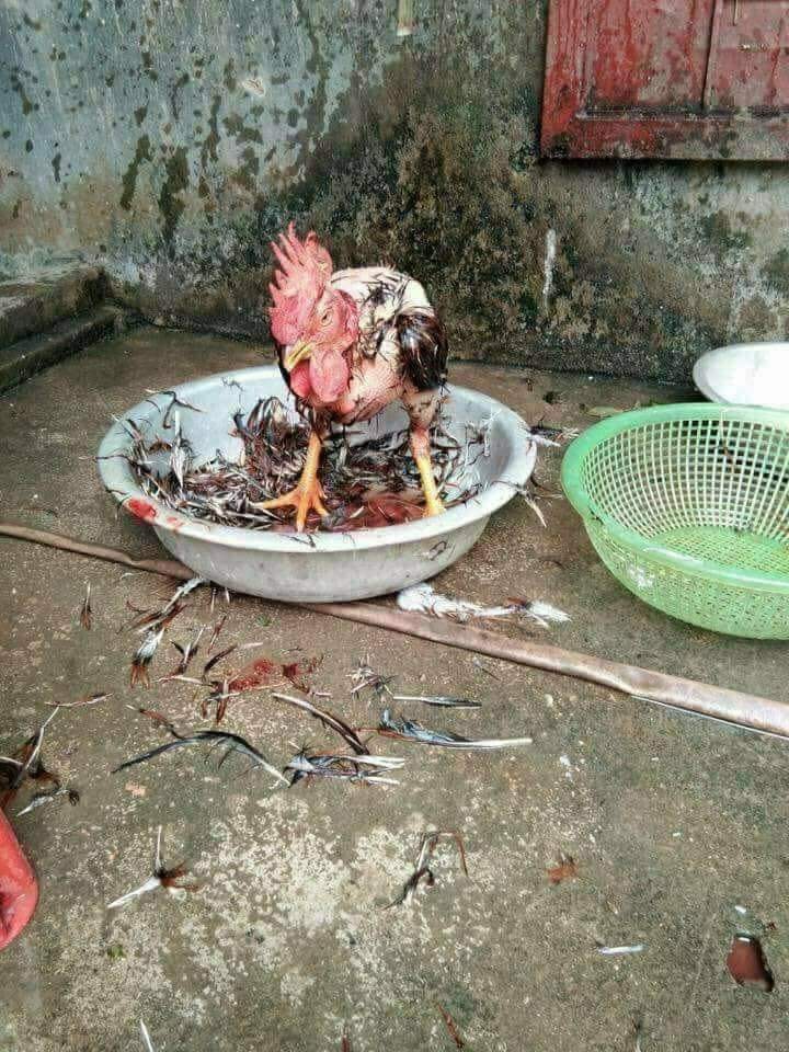Chàng trai chụp ảnh con gà vẫn chạy tung tăng giữa sân dù đã bị vặt lông, nhúng nước sôi khiến cộng đồng mạng được phen hoảng hốt - Ảnh 4. Chàng trai chụp ảnh con gà vẫn chạy tung tăng giữa sân dù đã bị vặt lông, nhúng nước sôi khiến cộng đồng mạng được phen hoảng hốt - Ảnh 4.