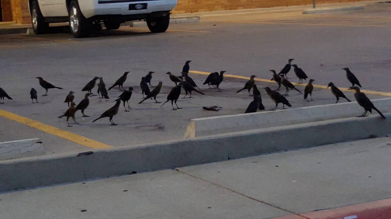 Akstar crow. Клип птица. Crow Funeral. Хриплые вороны Долина смерти.