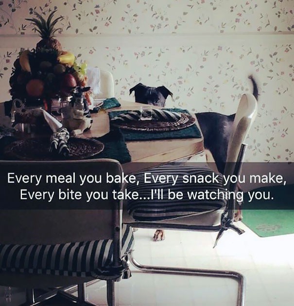 Lại tiếp tục l&agrave; c&aacute;c c&ocirc; cậu c&uacute;n xin ăn, lần n&agrave;y ch&ugrave;m ảnh 26 tấm sẽ c&ograve;n kh&oacute; đỡ hơn nhiều - Ảnh 3.