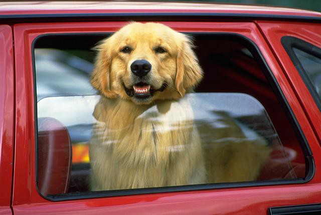 Để chó trong trong ô tô khi trời nóng - đây là sự thật khủng khiếp sẽ xảy ra - Ảnh 3.