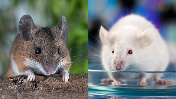 Sự thật khó tin: Một đôi chuột thí nghiệm có thể đắt ngang một chiếc xe hơi tiền tỉ - Ảnh 1.
