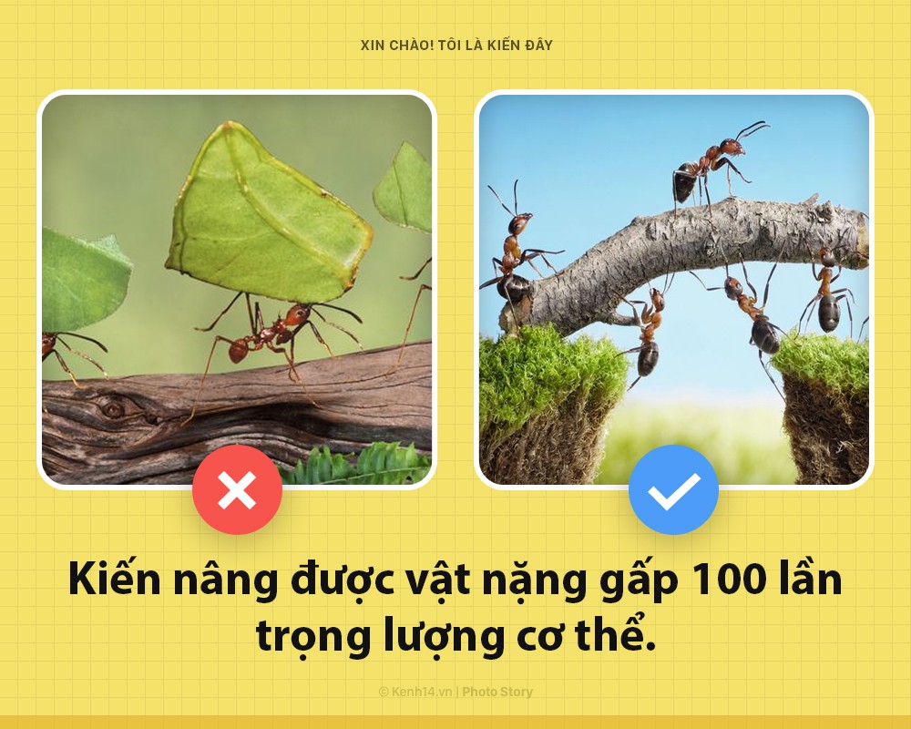Hello! Là kiến đây và chúng ta cần nói chuyện để các ông hiểu hơn về tôi - Ảnh 1. Hello! Là kiến đây và chúng ta cần nói chuyện để các ông hiểu hơn về tôi - Ảnh 1.