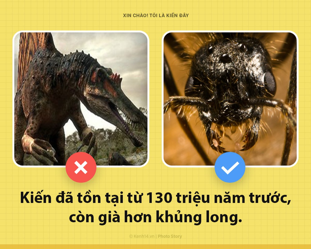Hello! Là kiến đây và chúng ta cần nói chuyện để các ông hiểu hơn về tôi - Ảnh 3. Hello! Là kiến đây và chúng ta cần nói chuyện để các ông hiểu hơn về tôi - Ảnh 3.