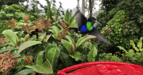 Xem video chim ruồi vỗ cánh sống động đến từng giây, quay bằng chế độ siêu chậm của iPhone X - Ảnh 1.