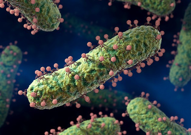 Virus có thể lây nhiễm và giết chết siêu vi khuẩn, tại sao không dùng chúng thay cho thuốc kháng sinh đã mất tác dụng? - Ảnh 4.