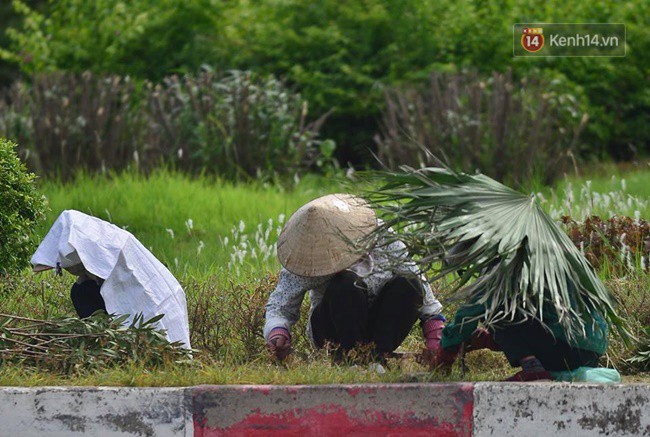 Hà Nội: Mặt đường bốc hơi dưới cái nắng nóng 40 độ, công nhân công ty cây xanh phải che lá chống nắng - Ảnh 8.