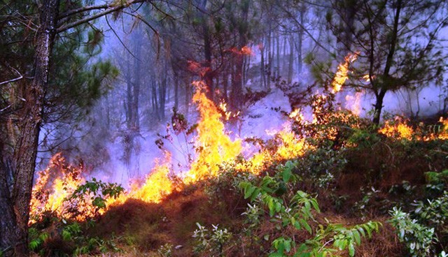 Nghệ An: Lao lên rừng chữa cháy, một cụ ông tử vong - Ảnh 2.