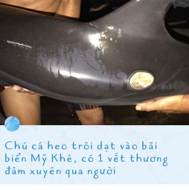 Ba ngày kỳ diệu của Lucky - Em bé cá heo bị thương trôi dạt vào bờ biển và hồi sinh nhờ những người tử tế - Ảnh 2. Ba ngày kỳ diệu của Lucky - Em bé cá heo bị thương trôi dạt vào bờ biển và hồi sinh nhờ những người tử tế - Ảnh 2.