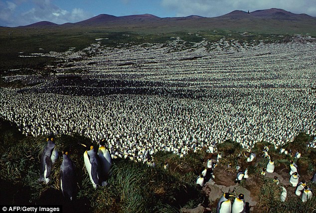 Vương quốc chim cánh cụt lớn nhất thế giới đã sụp đổ một cách bí ẩn mà khoa học vẫn không hiểu tại sao - Ảnh 1.