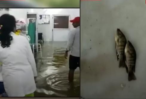 Ấn Độ: Mưa lớn gây ngập nặng, cá bơi vào bệnh viện - Ảnh 2.