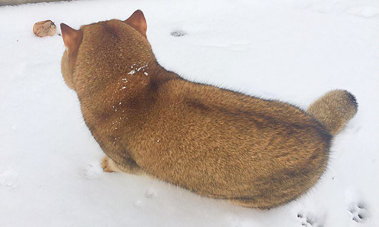 Chú mèo giống chó Shiba