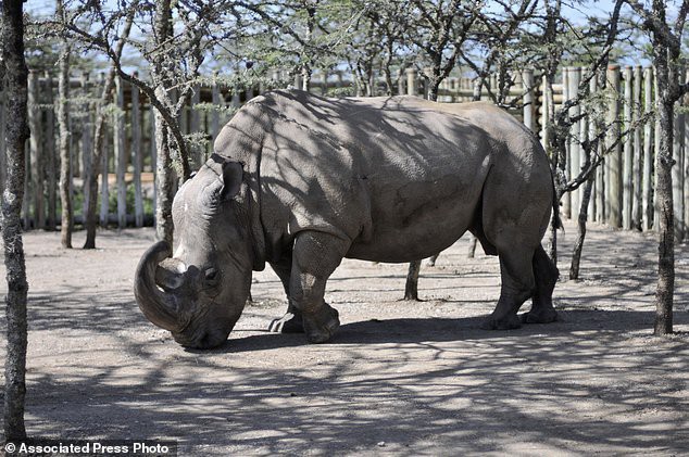 Thành quả đột phá này sẽ giúp loài tê giác trắng Bắc Phi thoát cảnh tuyệt chủng - Ảnh 4.
