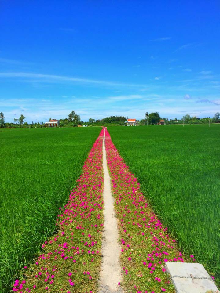 Đường hoa 10 giờ Tiền Giang đẹp như tranh, dân mạng check in bằng được - Ảnh 1. Đường hoa 10 giờ Tiền Giang đẹp như tranh, dân mạng check in bằng được - Ảnh 1.