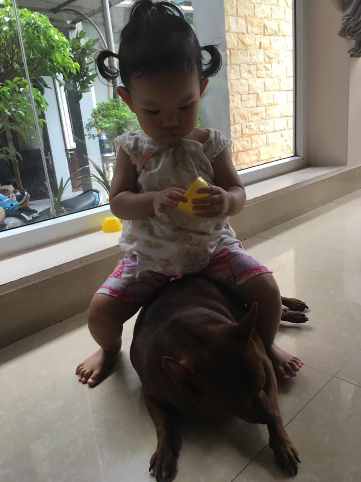 Xuất hiện chú chó phốc to con nhất MXH: Nặng 11 cân, lăn nhanh hơn chạy và ăn bất cứ gì trong tầm mắt - Ảnh 5. Xuất hiện chú chó phốc to con nhất MXH: Nặng 11 cân, lăn nhanh hơn chạy và ăn bất cứ gì trong tầm mắt - Ảnh 5.