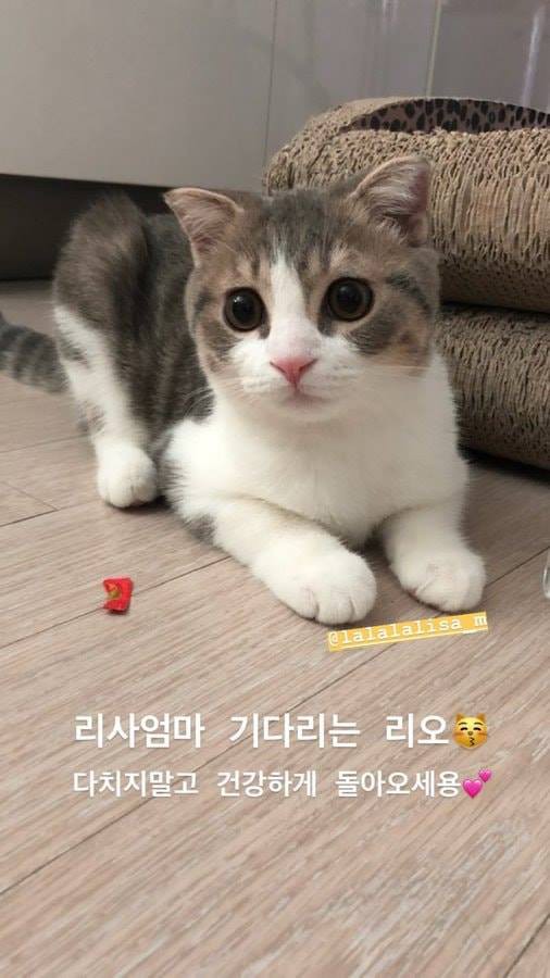 Drama nh&agrave; Black Pink: Lisa đi quay show 5 ng&agrave;y, Jisoo, Jennie, Ros&eacute; thương nhớ cứ như tiễn em đi nghĩa vụ 5 năm - Ảnh 3.