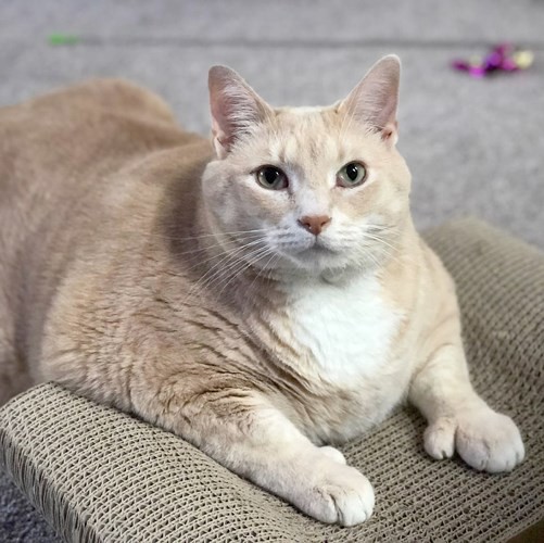 Ảnh: Hành trình giảm cân gian nan của chú mèo bị béo phì - Ảnh 1.